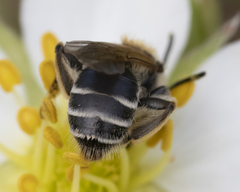 Andrena nasonii