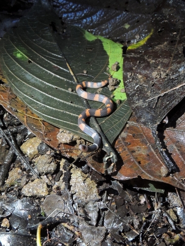 Gray Earth Snake