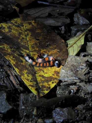 Gray Earth Snake