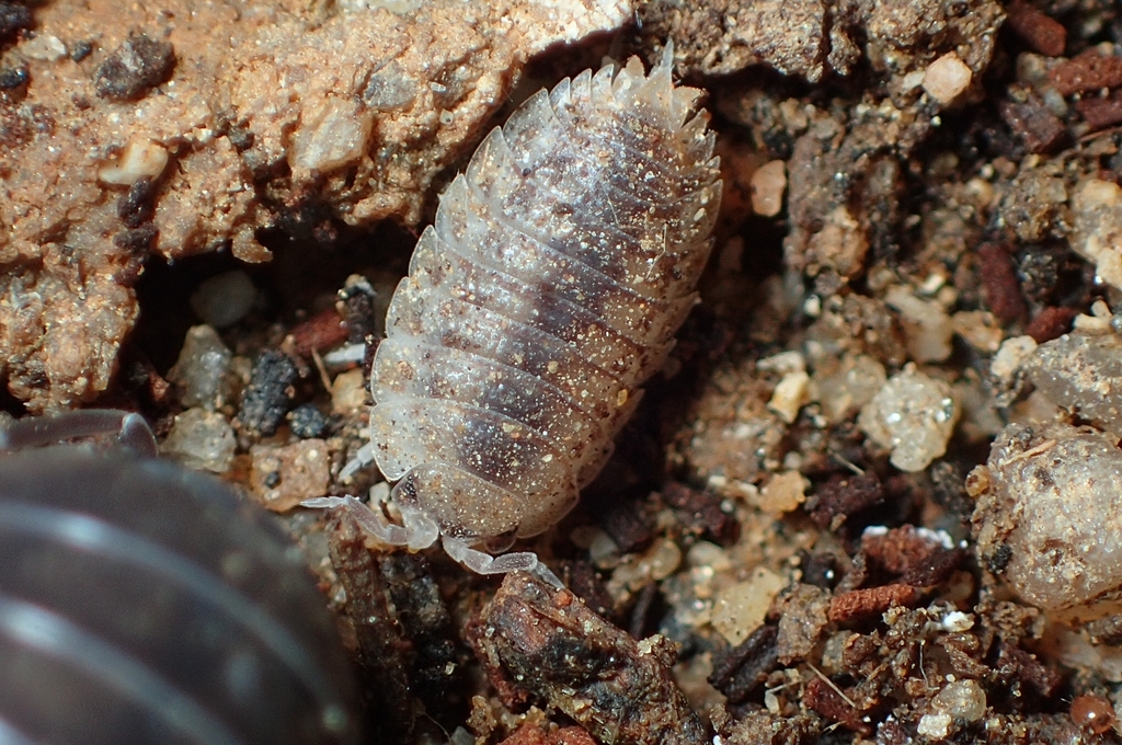 Pillbug