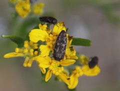 Acmaeodera retifera