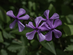 Phlox ovata