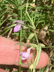 Conradina verticillata