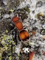 Pseudomethoca simillima