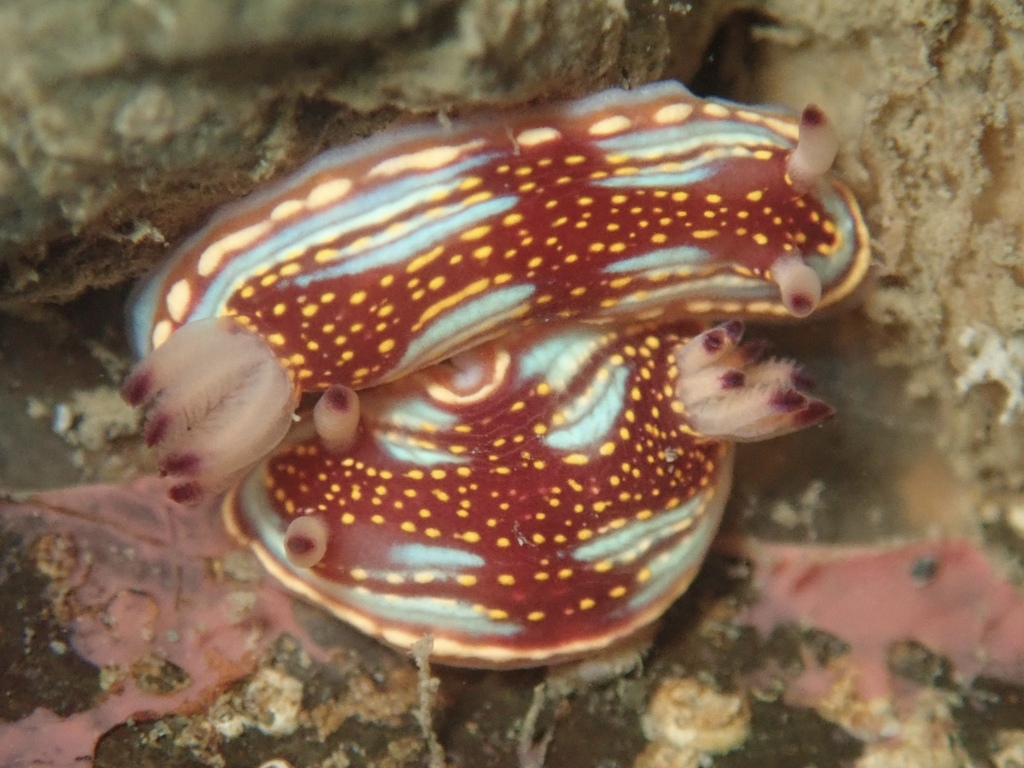 Sphon's Chromodorid
