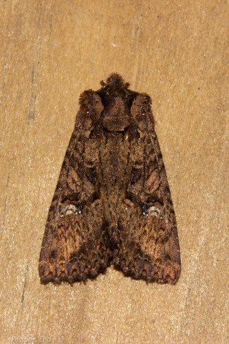 Meterana ochthistis Meyrick, 1887