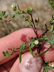 Acmispon parviflorus
