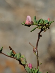 Acmispon parviflorus