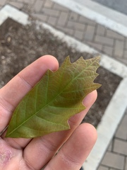 Quercus