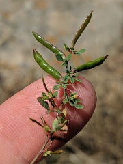 Acmispon parviflorus