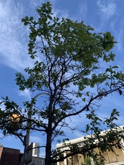 Quercus