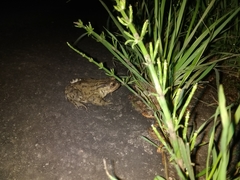 Bufo bufo