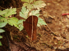 Parataygetis lineata