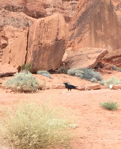 Common Raven photographed in Nevada