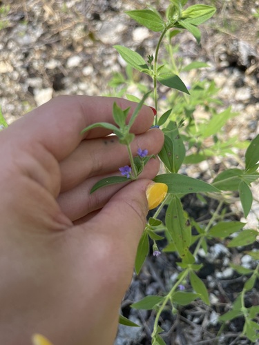 Trichostema brachiatum, photograph 6