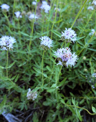 Monardella odoratissima pallida