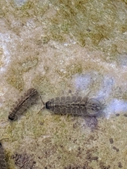 Caecidotea brevicauda