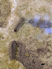 Caecidotea brevicauda