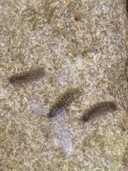 Caecidotea brevicauda