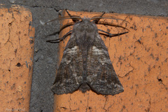 Declana griseata