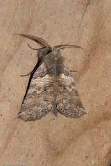 Declana griseata