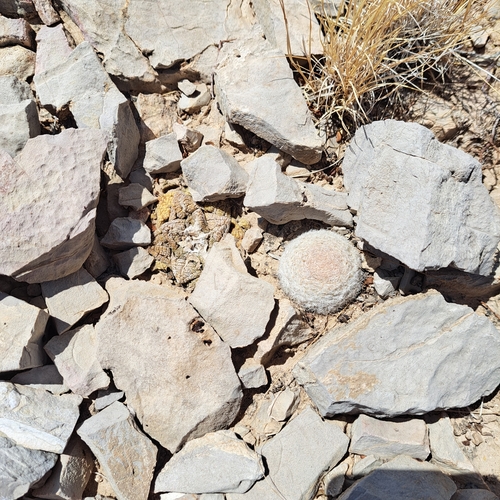 Image of Mammillaria lasiacantha by (c) waldo_jeffers, some rights reserved (CC BY)