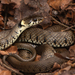 Barred Grass Snake - Photo (c) shreyes, some rights reserved (CC BY-NC)