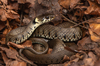 Barred Grass Snake - Photo (c) Shreybae, some rights reserved (CC BY-NC), uploaded by Shreybae
