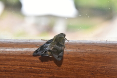 Macroglossum aesalon