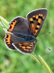 Lycaena phlaeas daimio