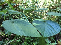 Dendrocnide moroides