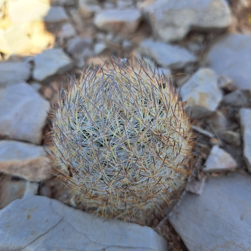 Sclerocactus mariposensis