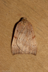 Sestra humeraria
