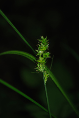 Carex aggregata