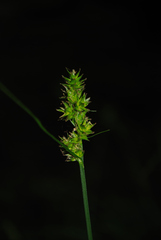 Carex aggregata