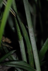 Carex aggregata