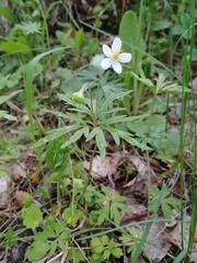 Anemonoides caerulea