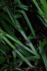 Carex aggregata