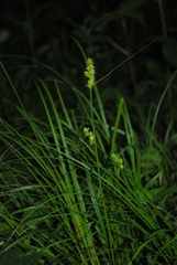 Carex aggregata