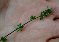 Carex rosea