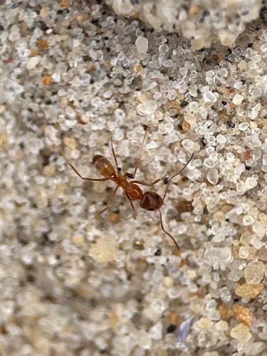 Dorymyrmex bureni