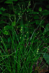 Carex rosea