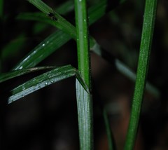 Carex aggregata