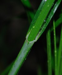 Carex aggregata