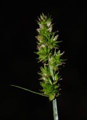 Carex aggregata
