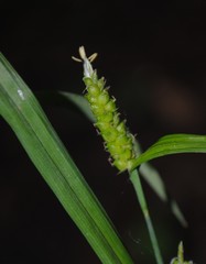 Carex granularis