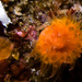 Orange Cup Coral - Photo (c) Ken-ichi Ueda, some rights reserved (CC BY)