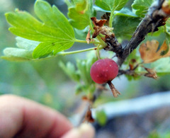 Ribes inerme inerme