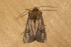 Meterana inchoata