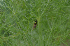 Chloromyia formosa